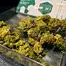 Patient Image of Khiron GK T24 Green Knight Medical Cannabis