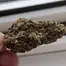 Patient Image of Mystery Mountain™ ICM MNZ T28 Ice Cream Mintz Medical Cannabis