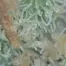 Patient Image of 4C Labs Value XK-S Smalls T22 Oaxacan Kush Medical Cannabis