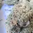 Patient Image of Clearleaf® GED T21 Gelato Dream Medical Cannabis