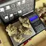 Patient Image of Green Karat CL T26 Crystal Lobster Medical Cannabis