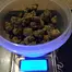 Patient Image of Oceanic Releaf BC T23 Black Cookies Medical Cannabis