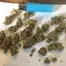 Patient Image of Khiron T19 Gelato #44 Medical Cannabis