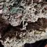 Patient Image of Mamedica® STG T27 Strawberry Grail Medical Cannabis