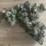 Patient Image of Plantations Cérès RP T31 Rainbow Pavé Medical Cannabis