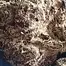 Patient Image of Green Karat KS T27 King Sherb Medical Cannabis