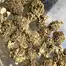 Patient Image of EcoCann Access BLU T17 Original Blueberry Medical Cannabis