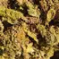 Patient Image of Curaleaf® PWE T11:C11 Pennywise Medical Cannabis