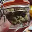 Patient Image of EcoCann Access PNK T23 Pink Cookies Medical Cannabis