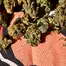 Patient Image of Upstate® BTR T24 Black Triangle Medical Cannabis