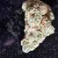 Patient Image of 4C Labs Core LMT T25 Lemonatti Medical Cannabis
