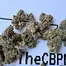 Patient Image of Cookies® C-PS T22 Pomegranate Shake Medical Cannabis
