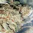 Patient Image of Tilray® T25 Gorilla Glue #4 Medical Cannabis
