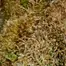 Patient Image of IPS SCP T21 Sherb Cream Pie Medical Cannabis