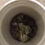 Patient Image of Oceanic Releaf BC T23 Black Cookies Medical Cannabis