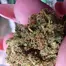 Patient Image of Big Narstie Medical AM T23 Ammy Medical Cannabis