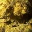 Patient Image of Lumir® KKM T27 KK Mints Medical Cannabis