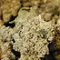 Patient Image of Four20 Pharma GMO T30 GMO Cookies Medical Cannabis