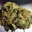 Patient Image of Noidecs T5:C7 Balanced Kush Medical Cannabis