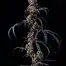 Patient Image of Mystery Mountain™ TBG MNG T8:C10 The Big Mango Medical Cannabis
