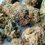 Patient Image of Curaleaf® T24 L.A. Kush Medical Cannabis