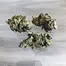 Patient Image of Tilray® T18 Mango Medical Cannabis