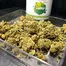 Patient Image of Lumir® LL5 T24-25 Legendary Larry Medical Cannabis