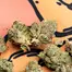 Patient Image of 4TP AFC T25 Animal Face Medical Cannabis