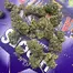 Patient Image of Curo® GWH Smalls T18 Ghost Wreck Haze Medical Cannabis