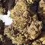 Patient Image of Cookies® C-PS T22 Pomegranate Shake Medical Cannabis