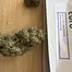 Patient Image of Curo® SB T22 Superboof Medical Cannabis
