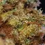 Patient Image of IPS SCP T21 Sherb Cream Pie Medical Cannabis