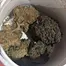 Patient Image of Grow® Pharma GEL T18 Gelato Medical Cannabis