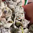Patient Image of Noidecs T19 Gorilla Glue #4 Medical Cannabis
