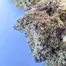 Patient Image of Mamedica® PSL T25 Purple Punch Medical Cannabis