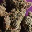 Patient Image of HighGreens AS T27 Atomic Slurricane Medical Cannabis