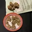 Patient Image of 4C Labs MSN T31 Morning Sun Medical Cannabis