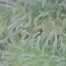 Patient Image of 4C Labs Value XK-S Smalls T22 Oaxacan Kush Medical Cannabis
