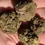 Patient Image of Big Narstie Medical AM T23 Ammy Medical Cannabis