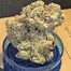 Patient Image of Papers™ AFC T28 Animal Face Cookies Medical Cannabis