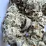 Patient Image of Cannada Craft DI T28 Dante's Inferno #8 Medical Cannabis