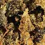 Patient Image of Hexacan® Avant WS T22 Wedding Sunset Medical Cannabis