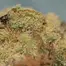 Patient Image of Sitka Legends WHG T26 White Hot Guava Medical Cannabis