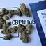 Patient Image of Mamedica® PSL T25 Purple Punch Medical Cannabis
