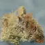 Patient Image of Sitka Legends WHG T26 White Hot Guava Medical Cannabis