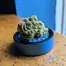 Patient Image of 4C Labs Core LMT T25 Lemonatti Medical Cannabis