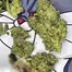 Patient Image of Therismos T20 Gorilla Glue #4 Medical Cannabis