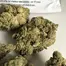 Patient Image of Dalgety MOG T24 Marshmellow OG Medical Cannabis