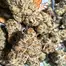 Patient Image of Humble Bud PNE Smalls T25 Pineapple Express Medical Cannabis
