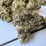 Patient Image of Cookies® C-PS T22 Pomegranate Shake Medical Cannabis